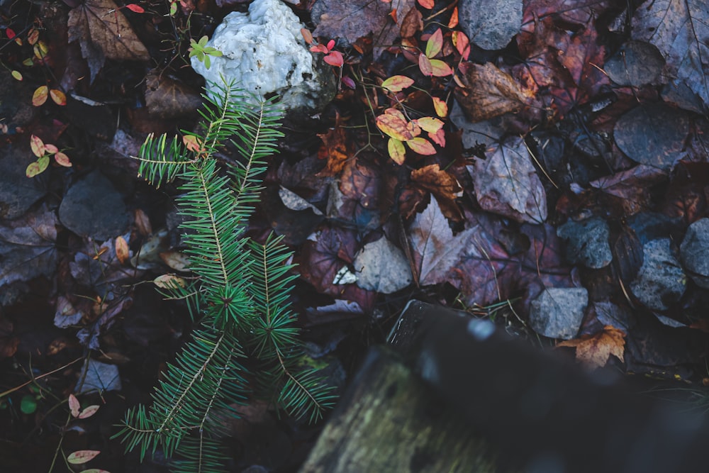 a green plant is growing out of a pile of leaves