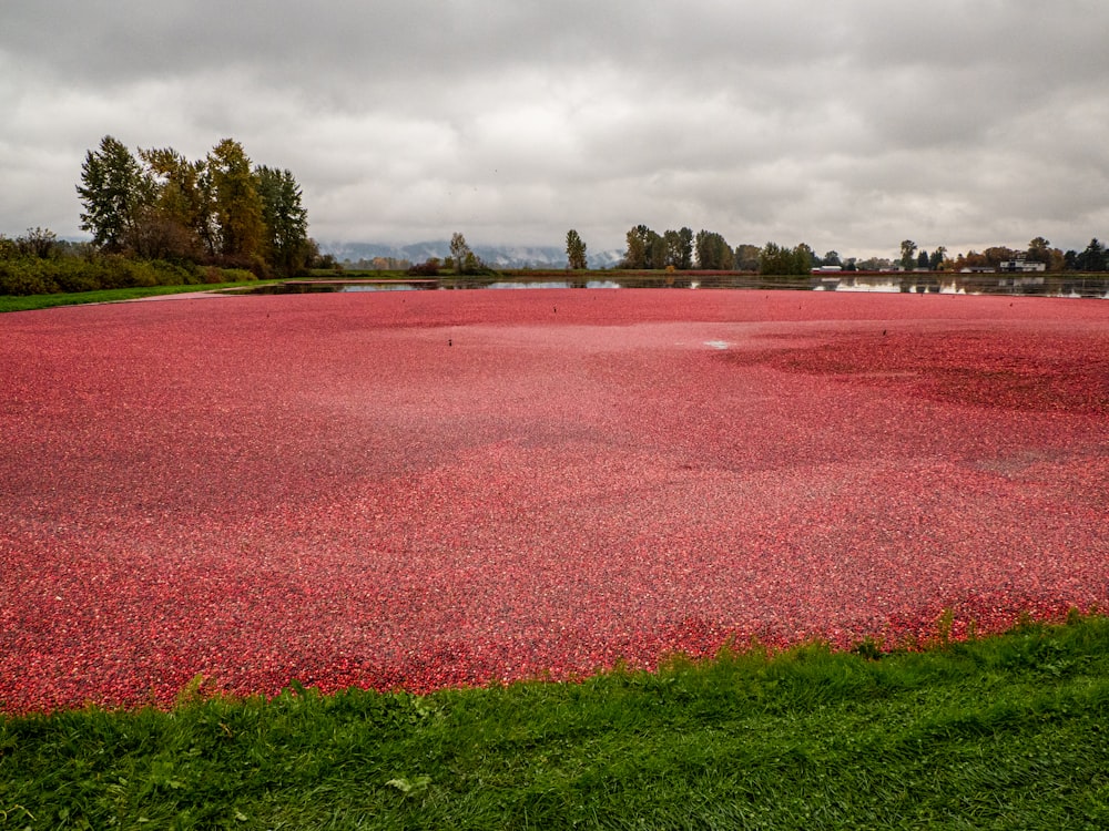 a large field of red flowers in the middle of a field