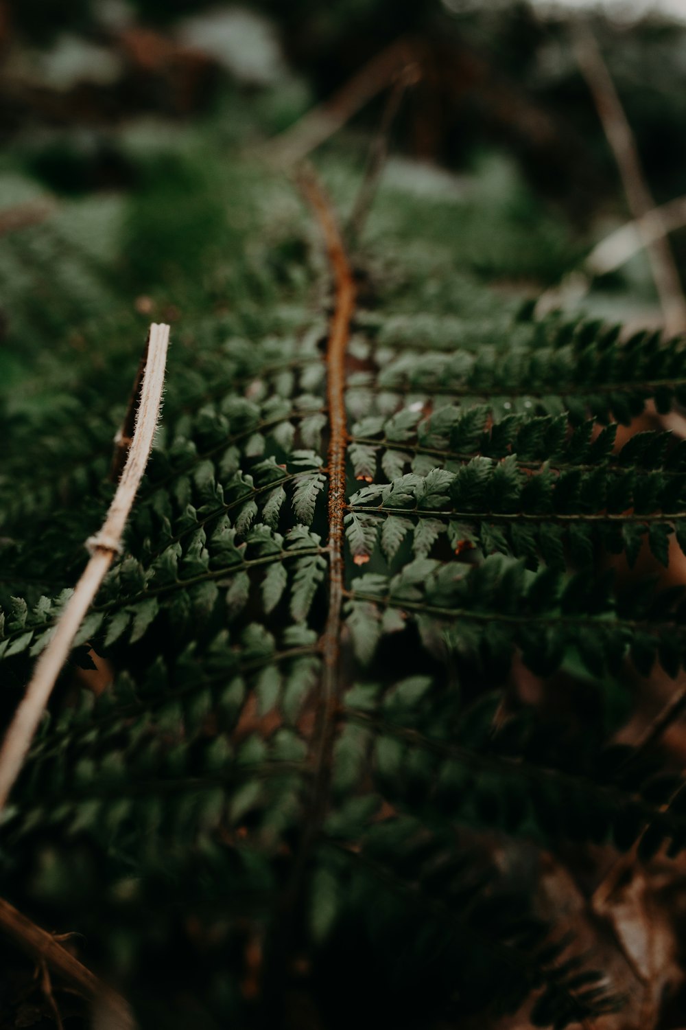 a close up of a fern leaf on the ground