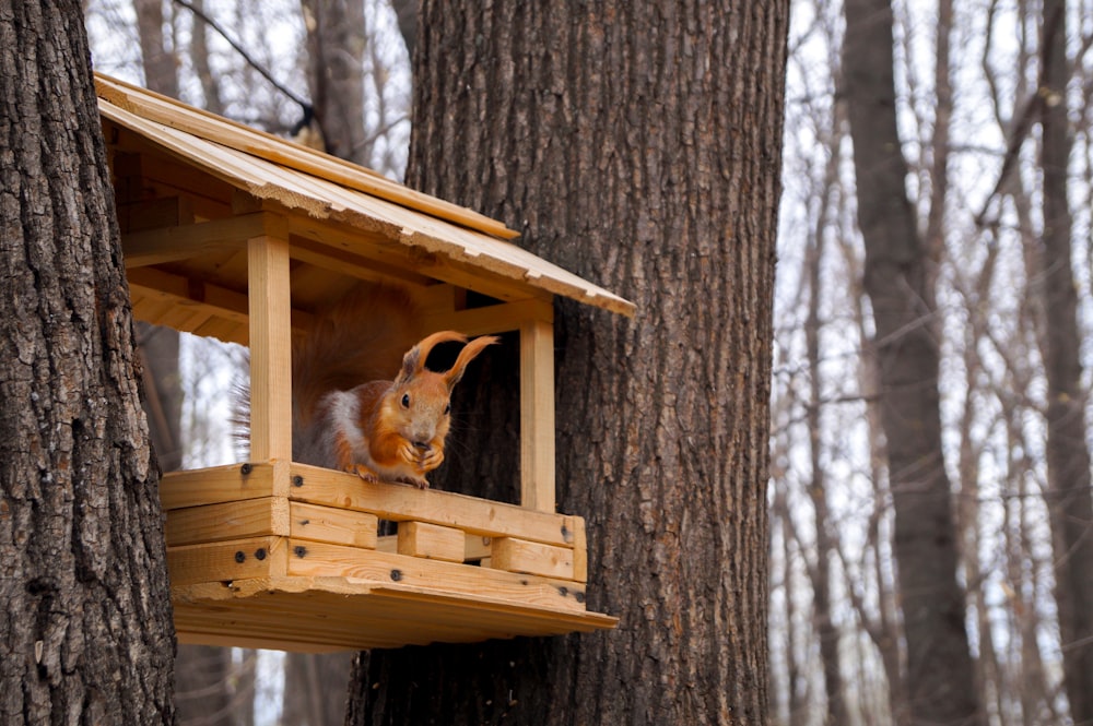 a squirrel in a tree house in the woods