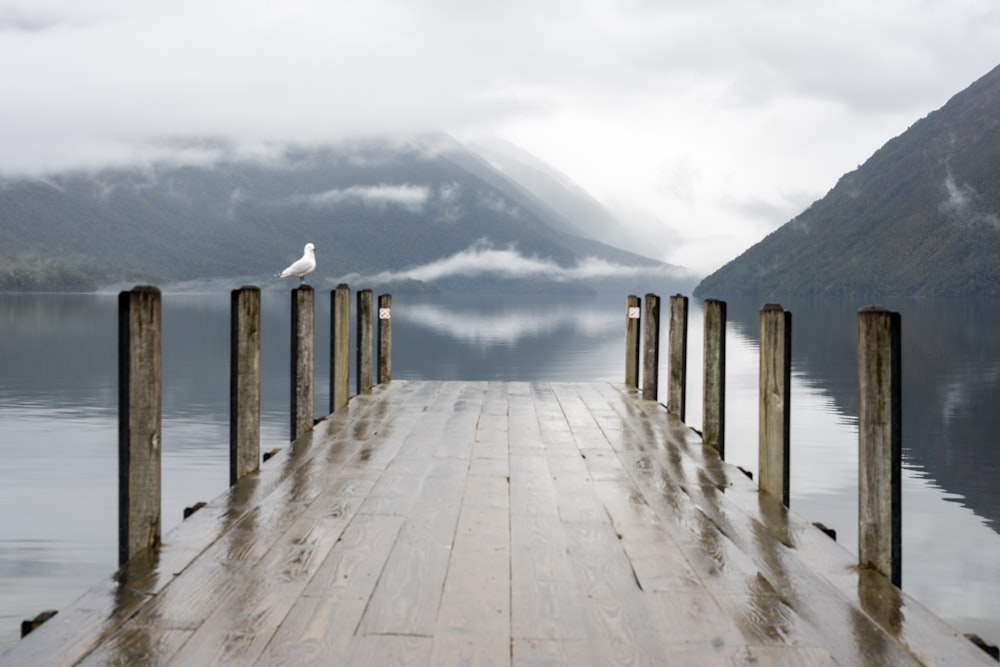 a bird is sitting on a dock in the water