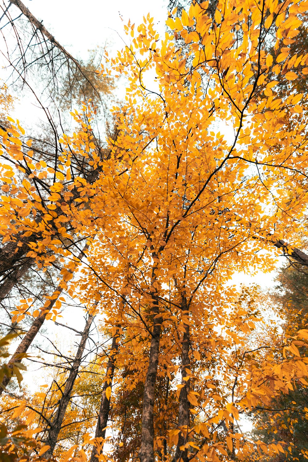 a tall tree with yellow leaves in a forest