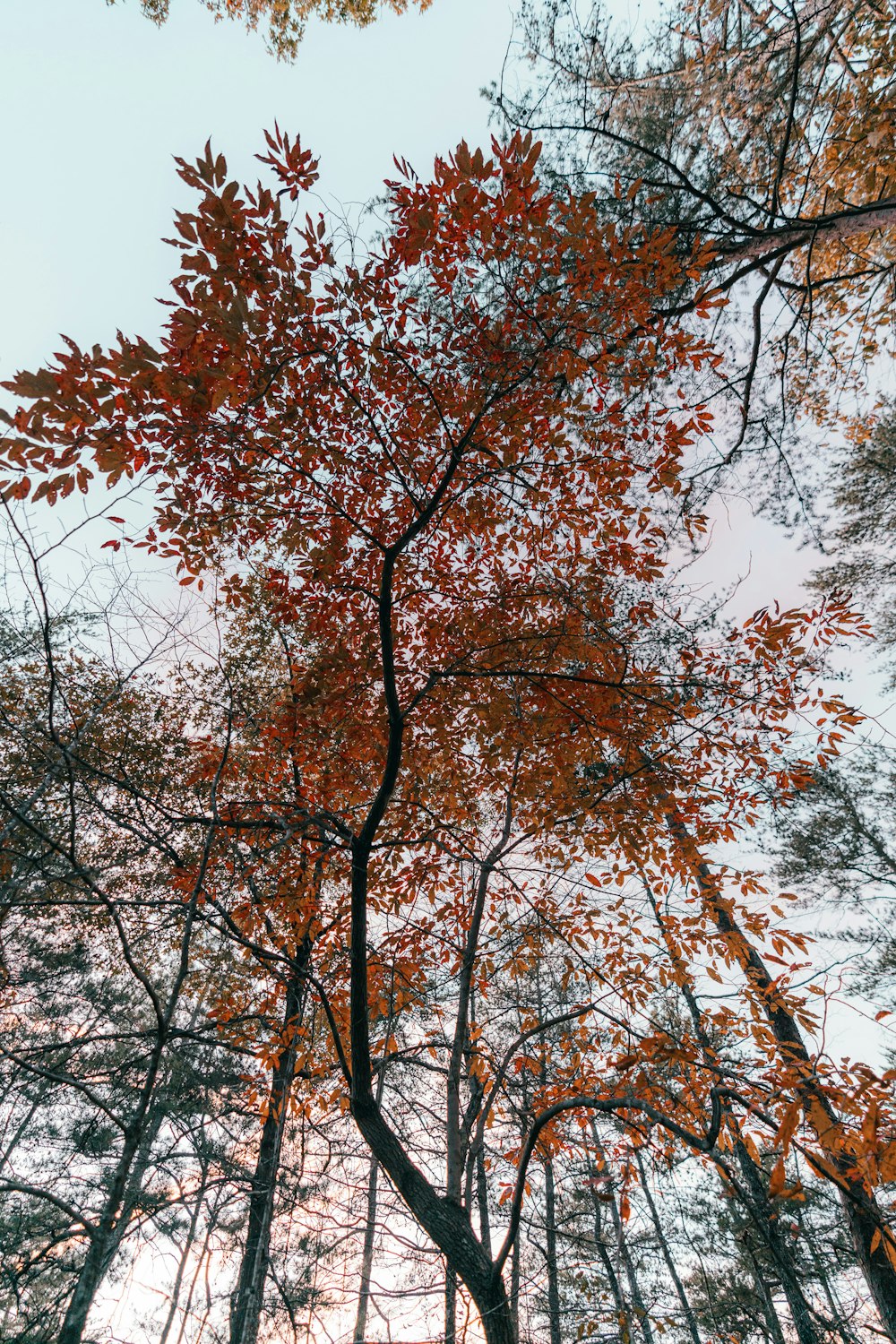 a group of trees that are in the woods