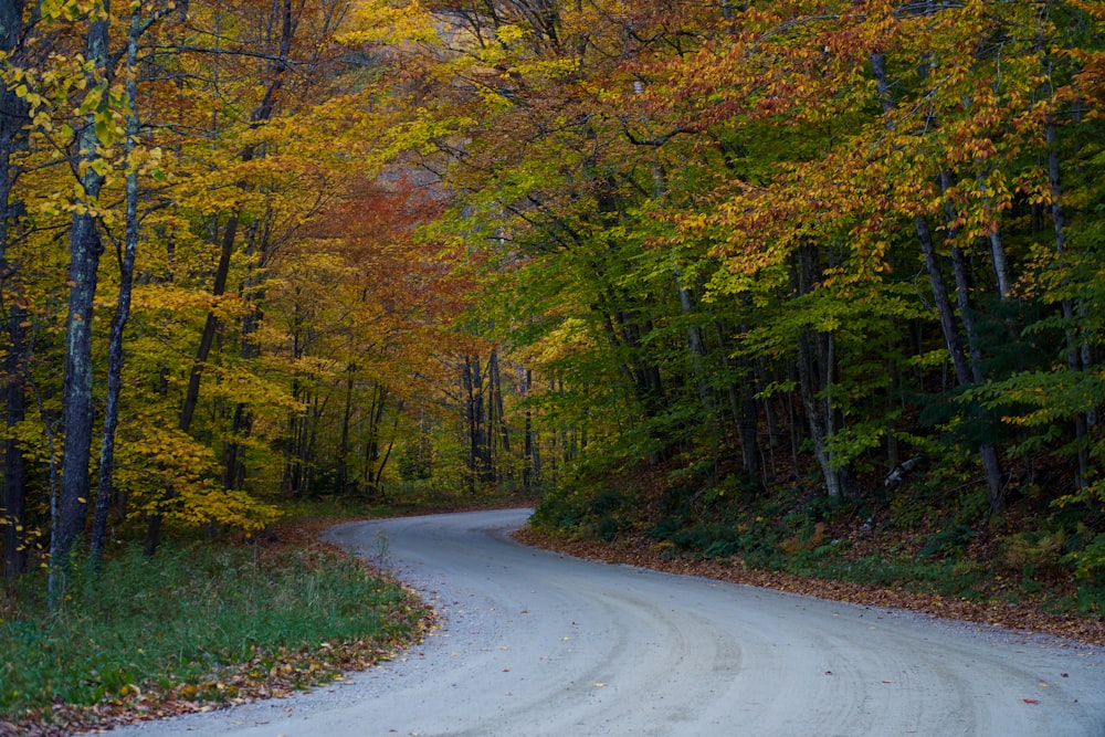 a winding road in the middle of a forest