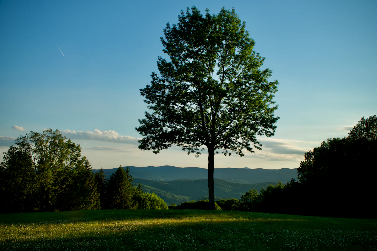 A lone tree in a hillside field in Pomfret, Vermont, with rolling green hills behind in low sun