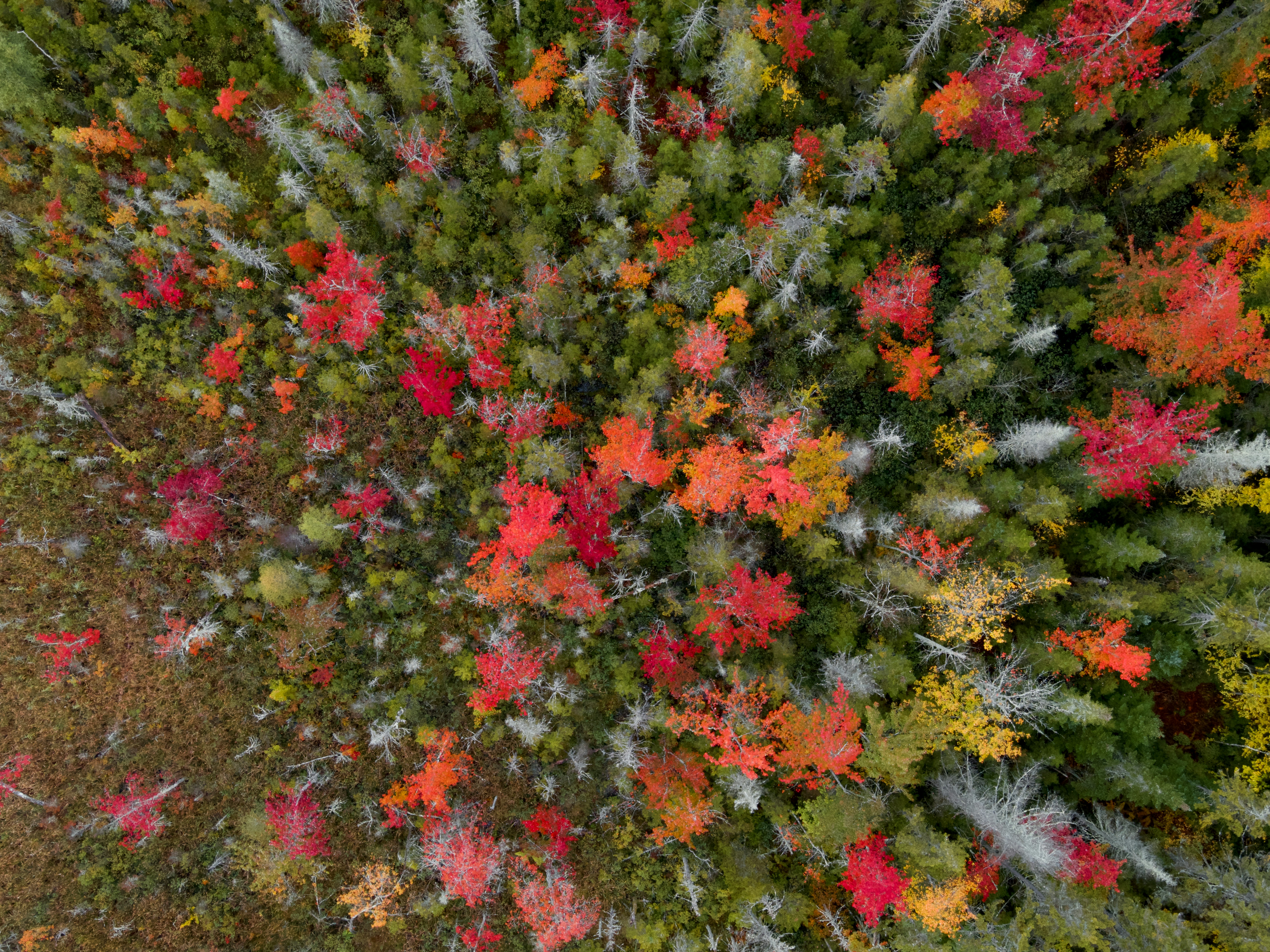 Una vista aérea de un bosque con muchos árboles