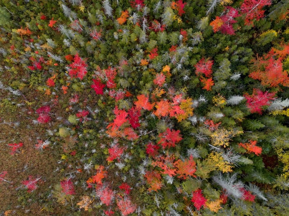 an aerial view of a forest with lots of trees