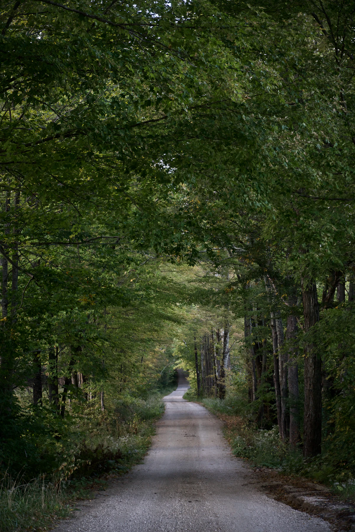 A gravel road under a canopy of green trees near Woodstock, Vermont