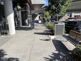 A small dog on a leash walks along a concrete sidewalk next to a bench under a tree. A shop with glass windows and a signboard outside is visible on the left. Several cars are parked on the street nearby. The setting appears urban with sunlight casting shadows on the ground.