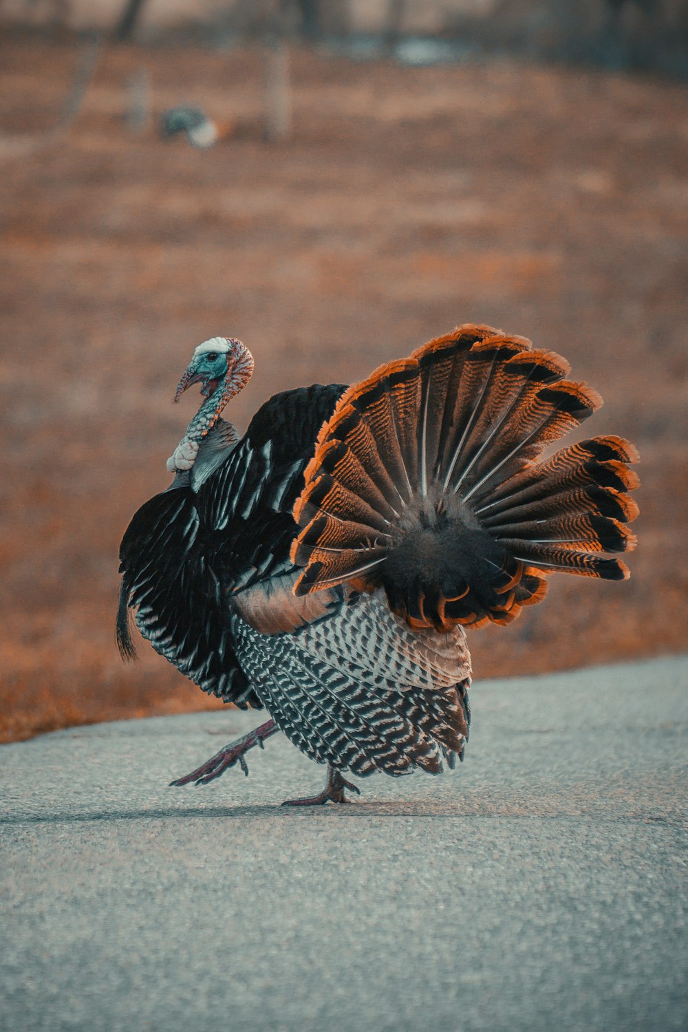 a couple of turkeys that are standing in the street