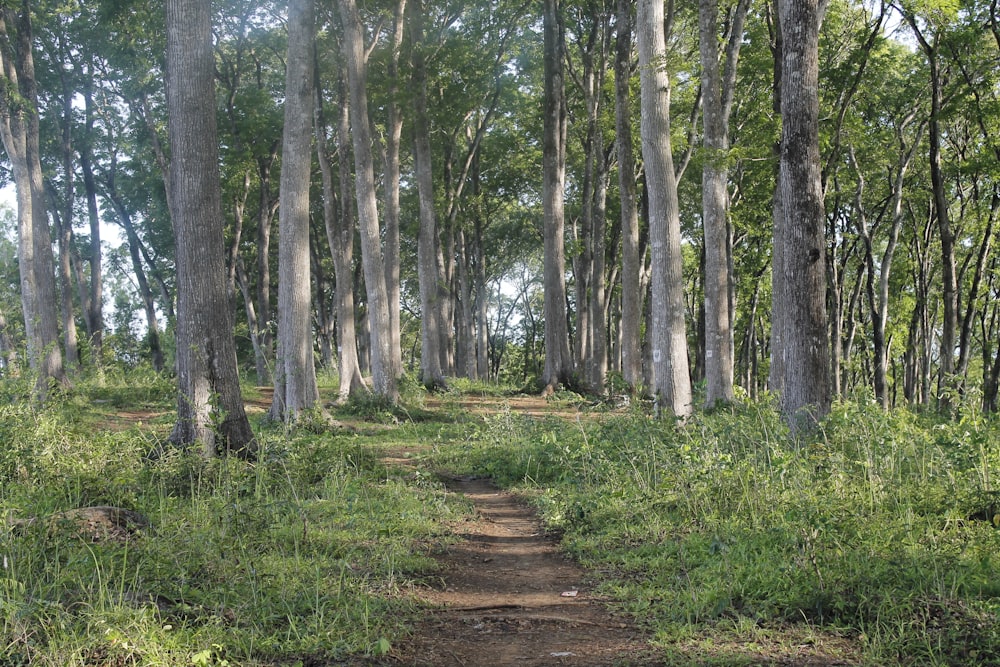 a dirt path in the middle of a forest