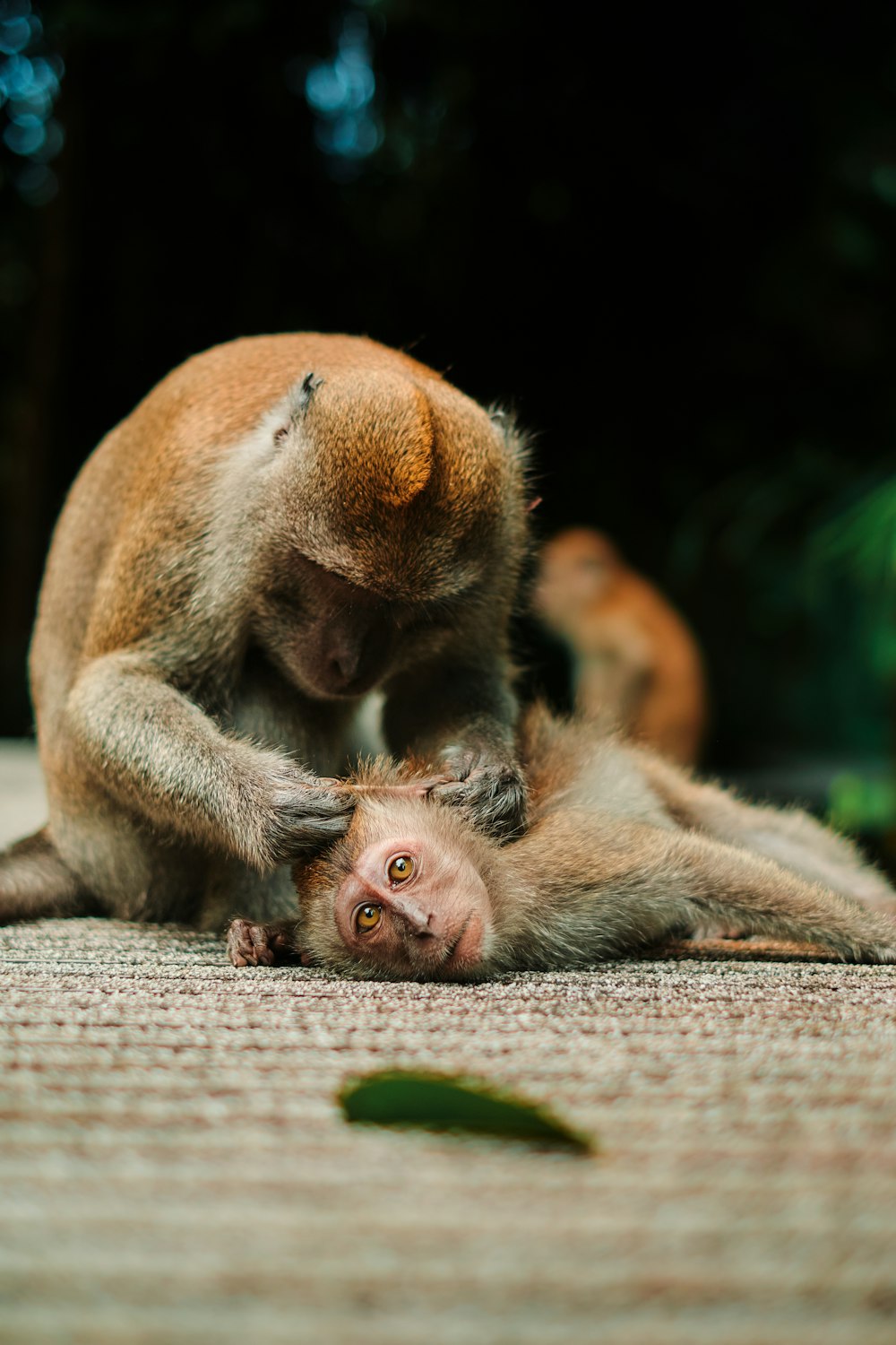 a monkey sitting on top of another monkey on the ground