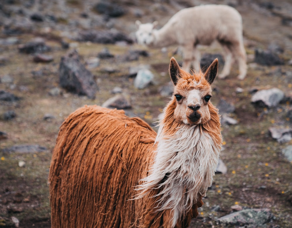 a brown and white llama standing on top of a grass covered field