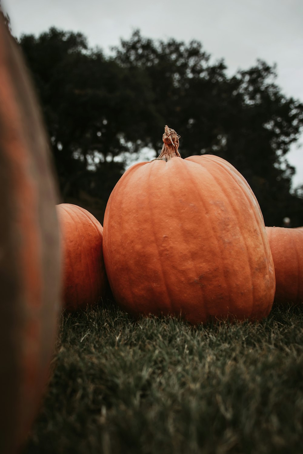 a group of pumpkins sitting in the grass