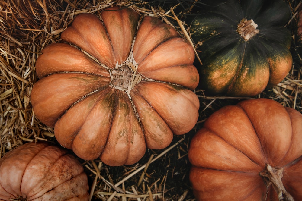 a group of pumpkins sitting on top of a pile of hay