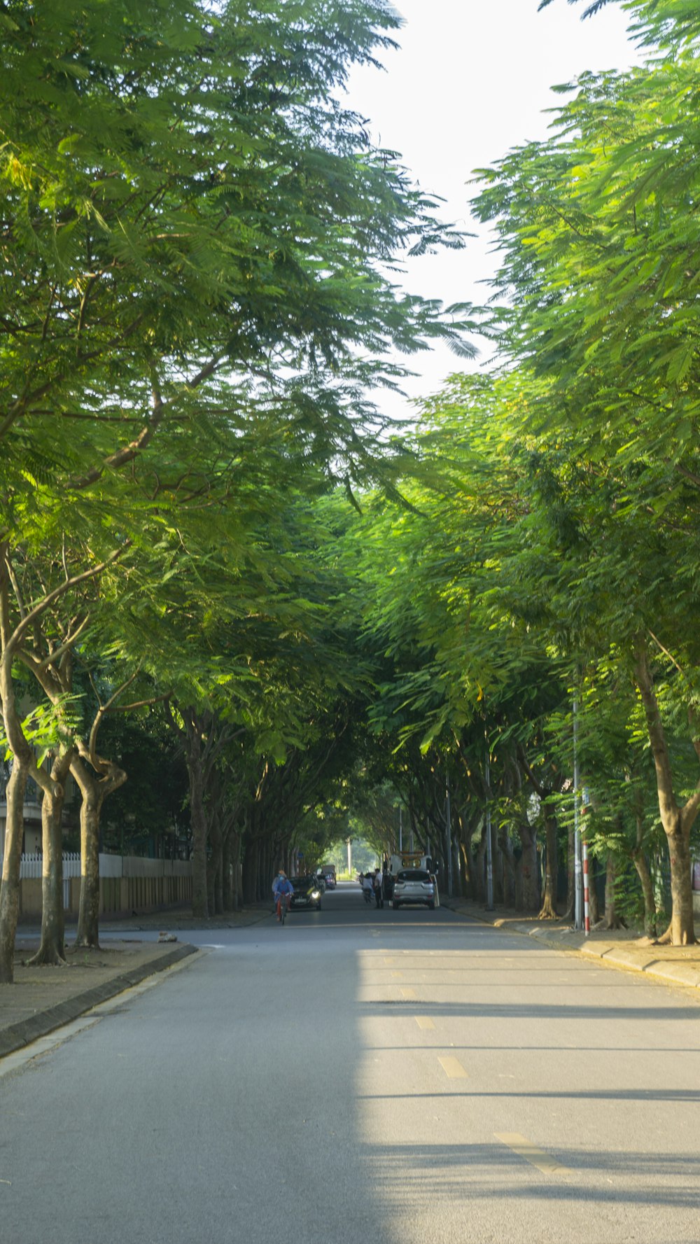 uma rua alinhada com muitas árvores verdes
