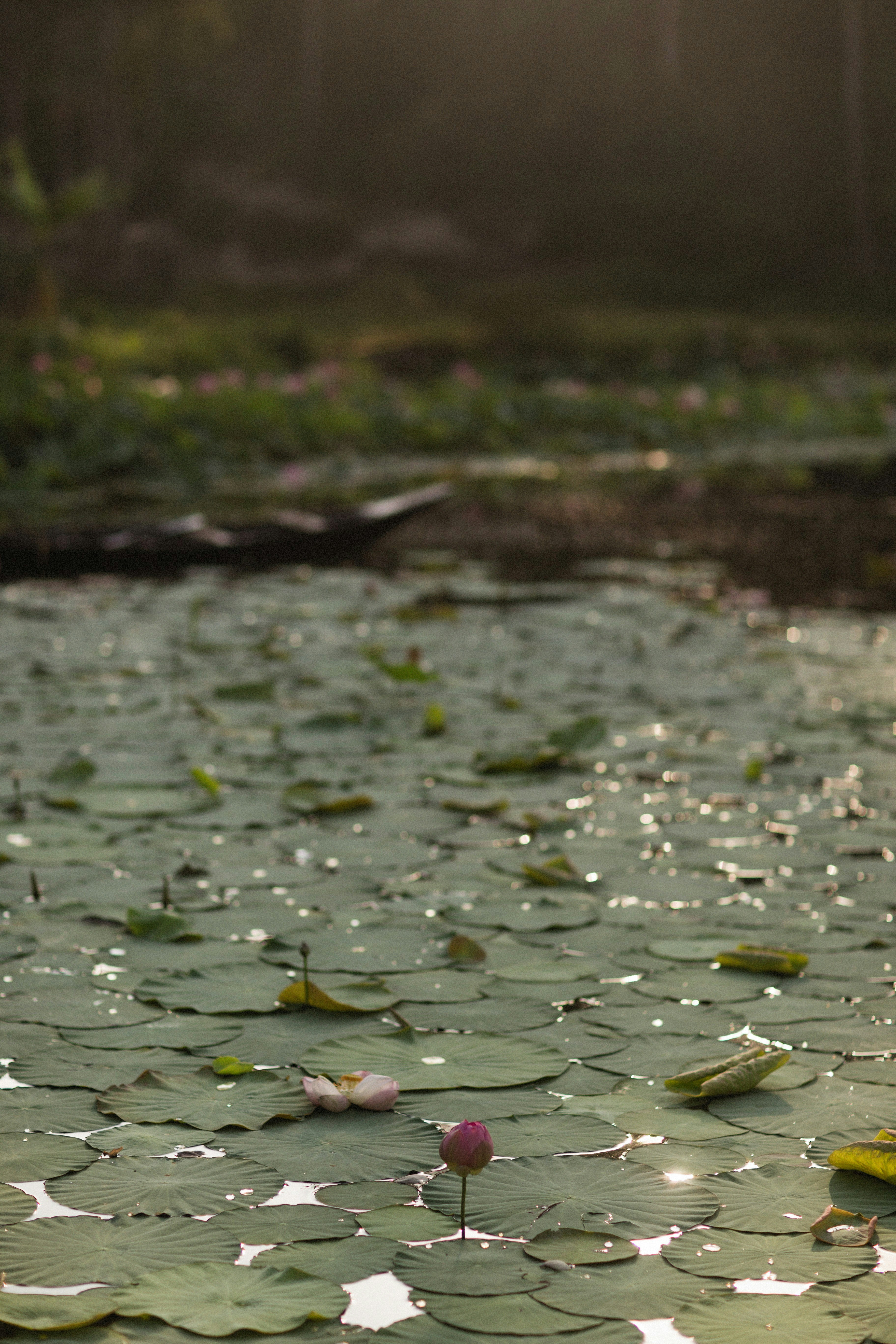 Photo by alexeydemidov