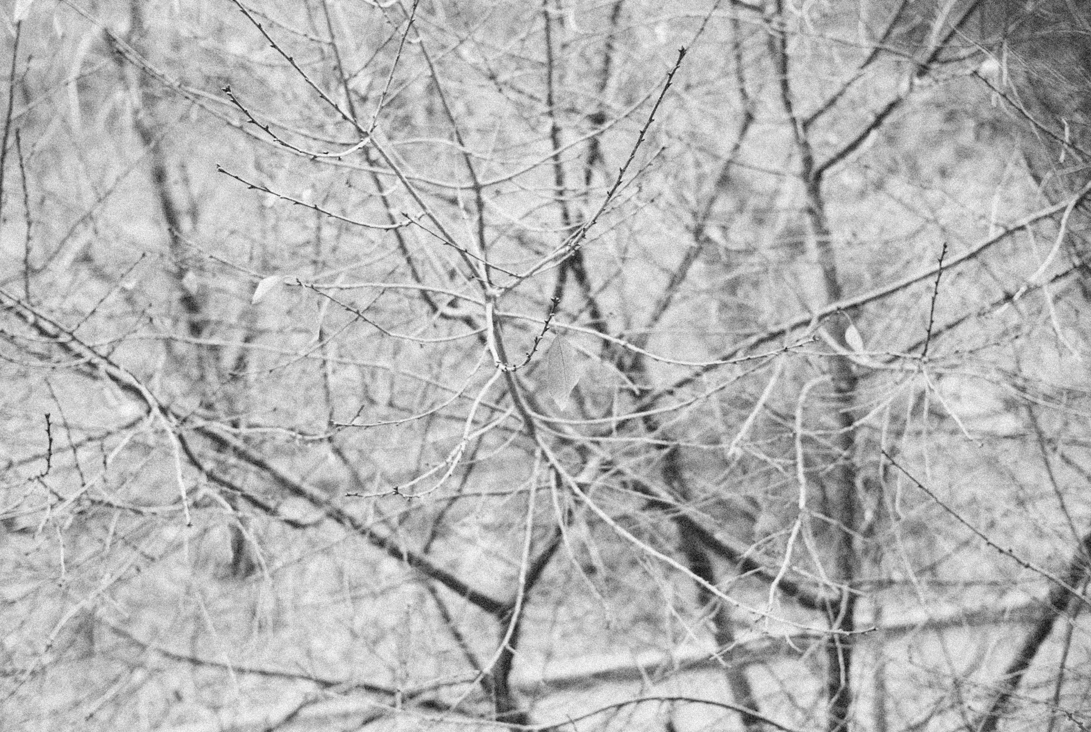 Photo by alexeydemidov