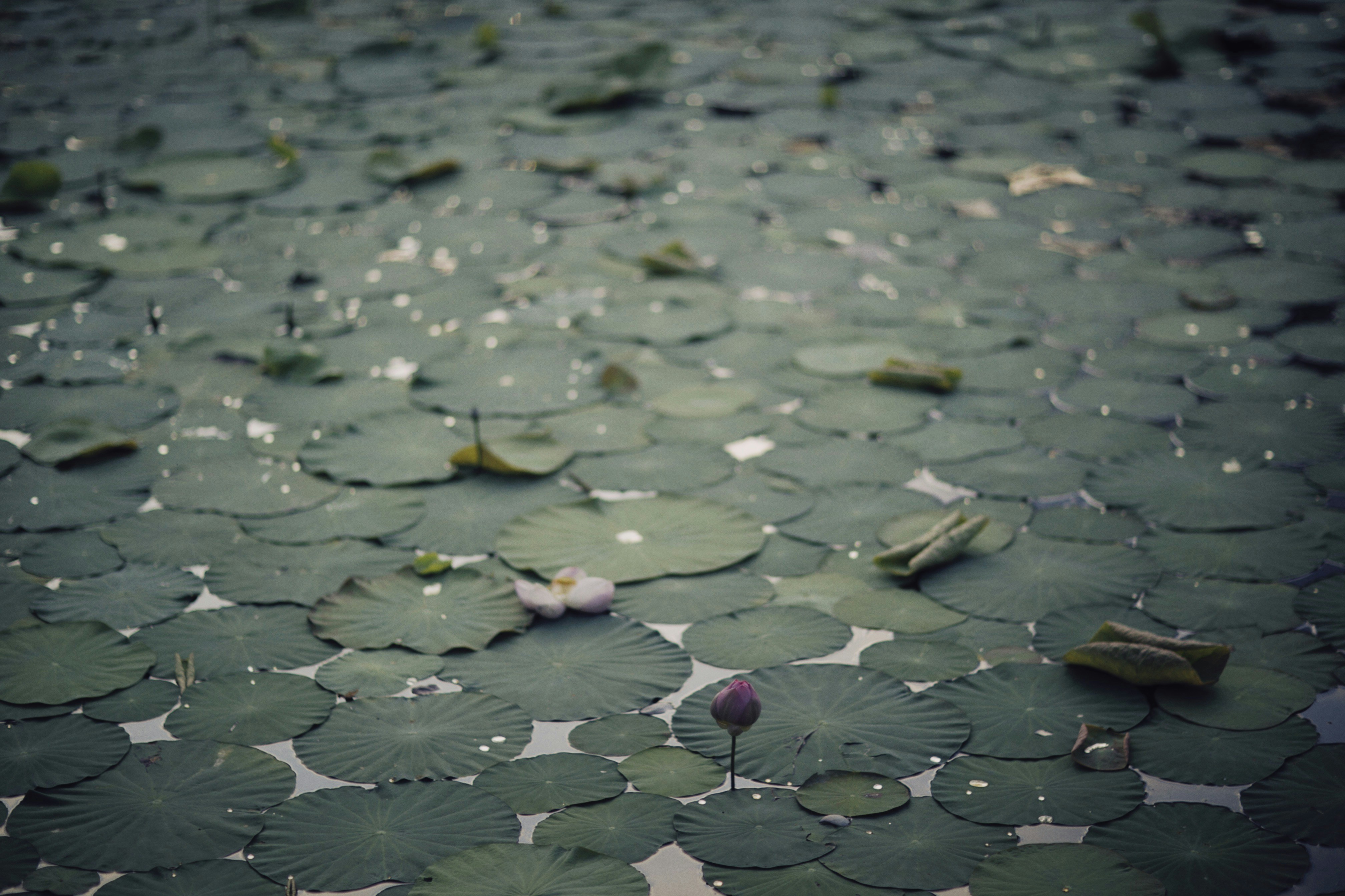 Photo by alexeydemidov