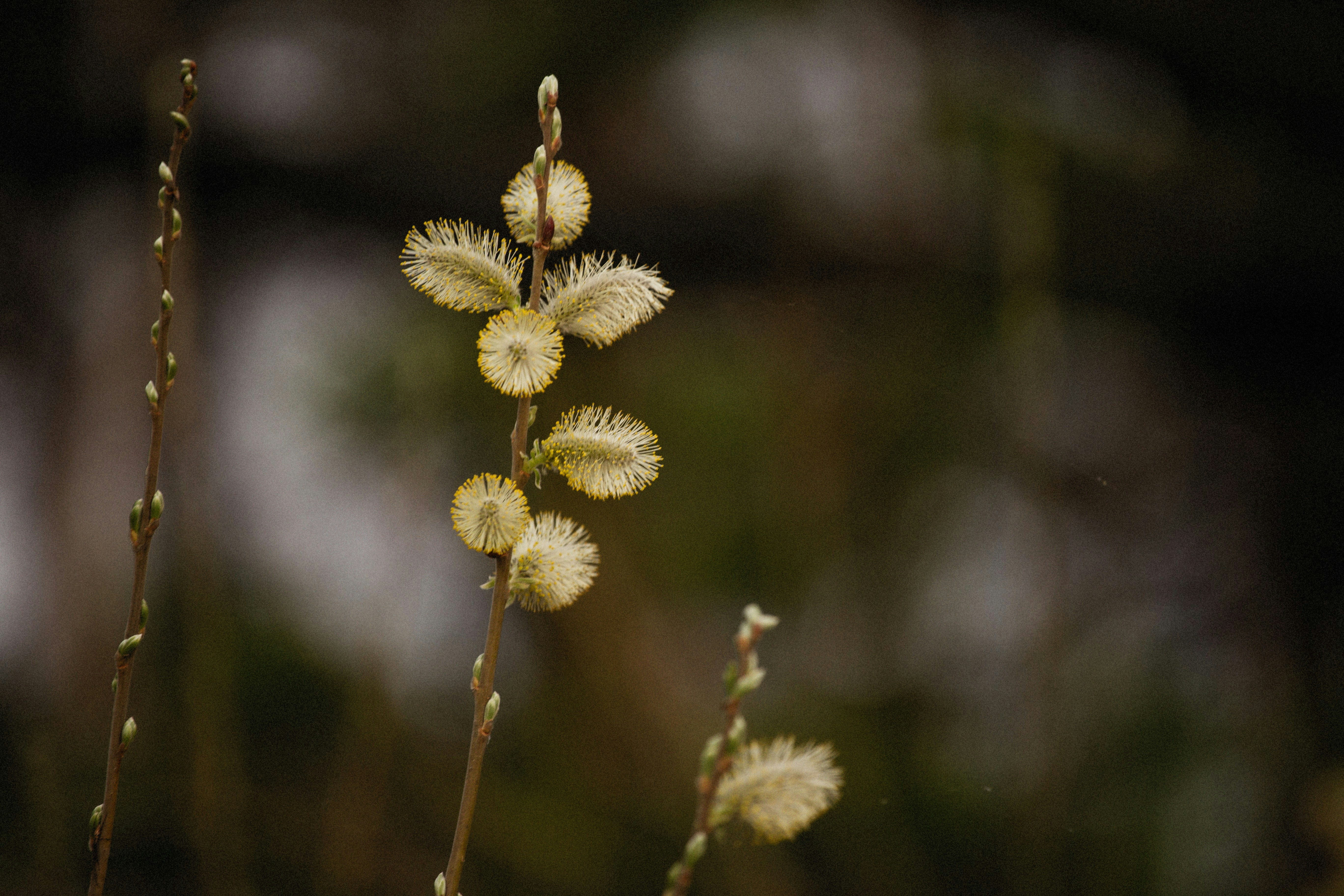 Photo by alexeydemidov