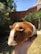 A close-up view of a guinea pig with brown and white fur being held in a person's hand. In the background, there is a garden area with green foliage, a tree, and a brick wall, under a clear blue sky.