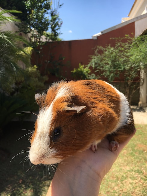 A close-up view of a guinea pig with brown and white fur being held in a person's hand. In the background, there is a garden area with green foliage, a tree, and a brick wall, under a clear blue sky.