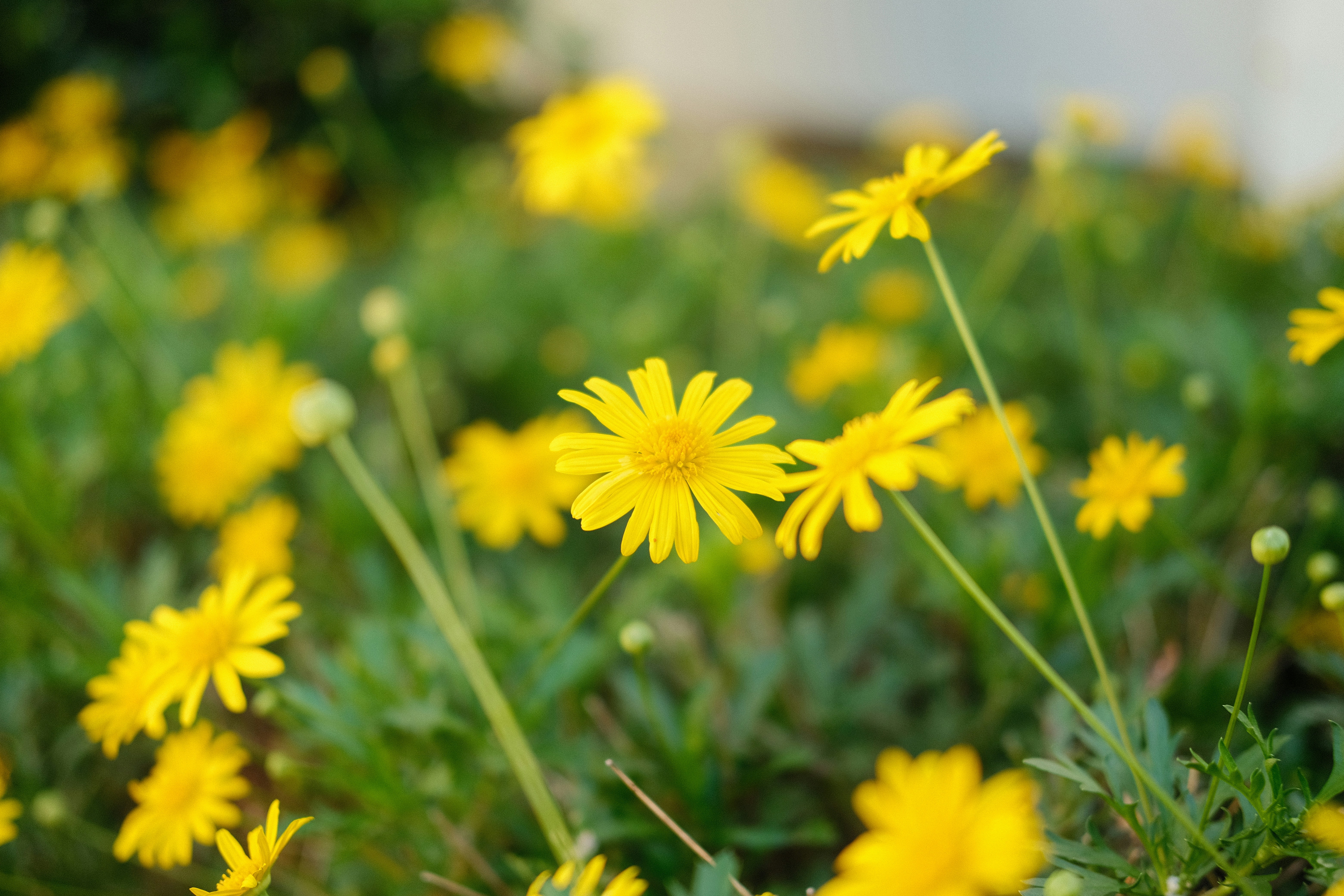 Photo by zhangfeialex