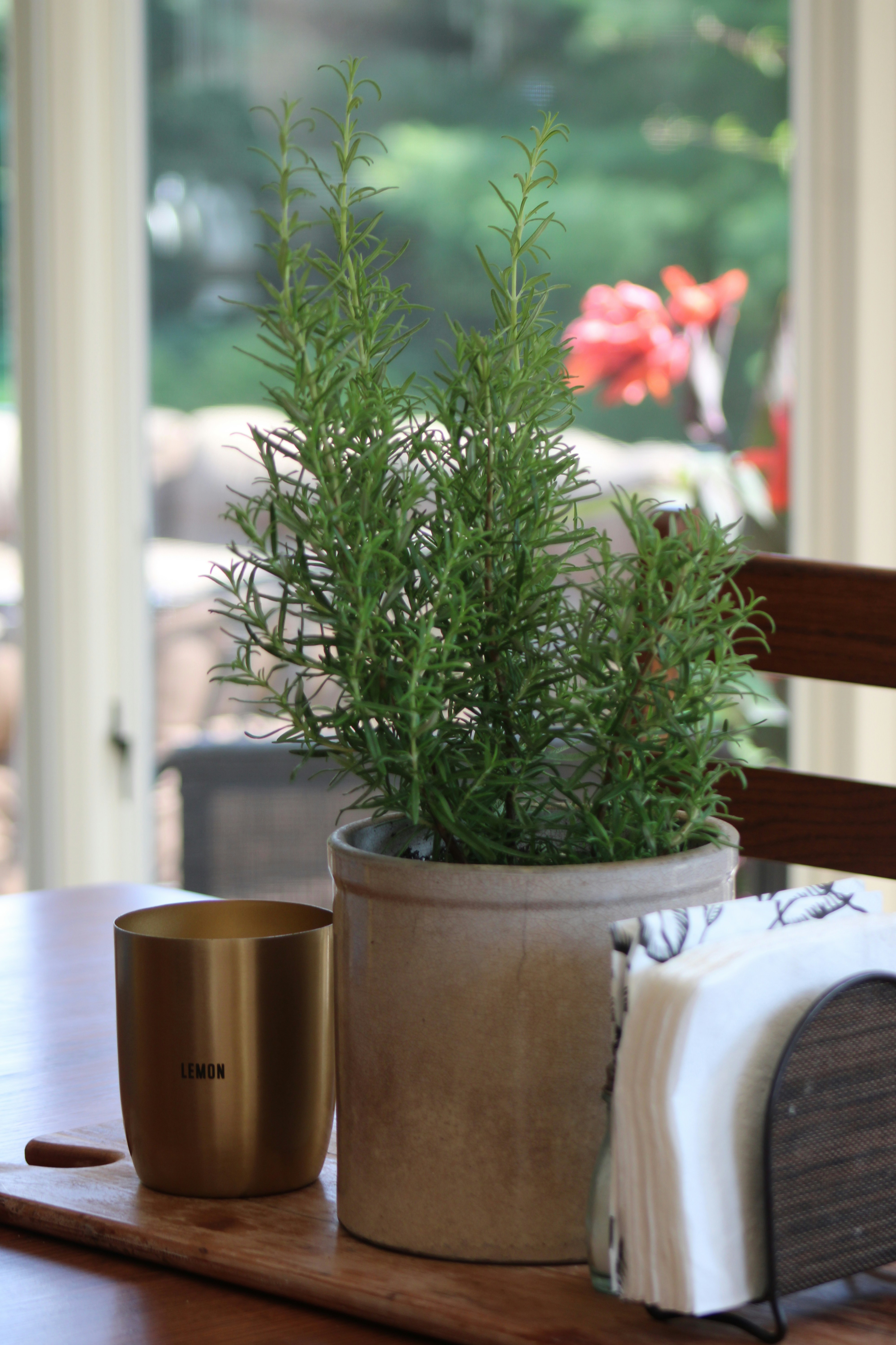 A potted plant sitting on top of a wooden table photo – Free Plant ...
