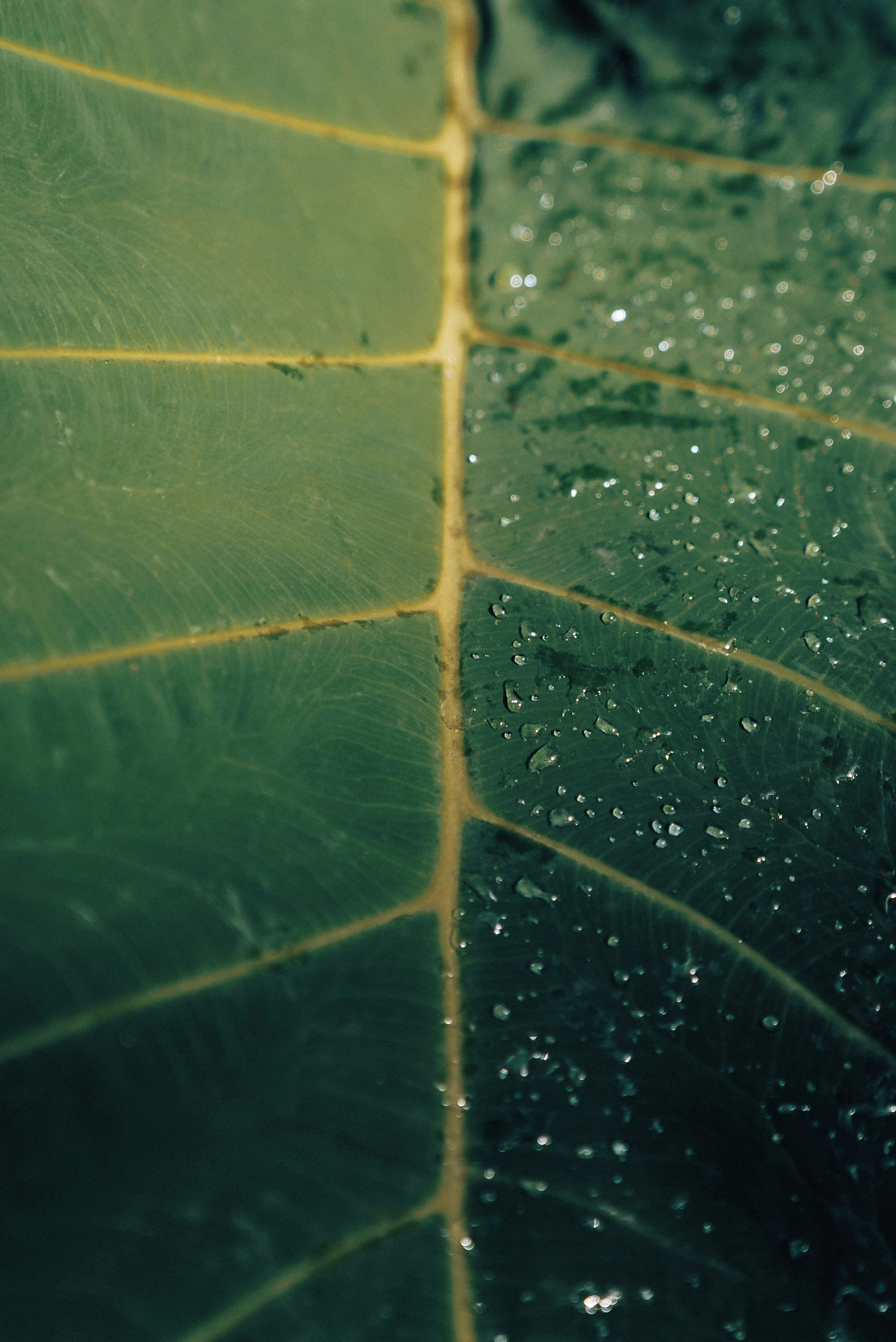 a green leaf with water drops on it