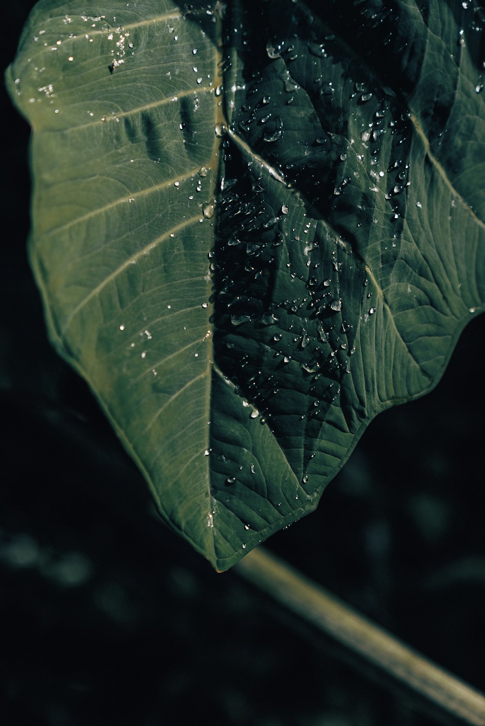 une feuille verte avec des gouttelettes d’eau dessus