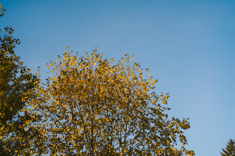 a tree with yellow leaves against a blue sky