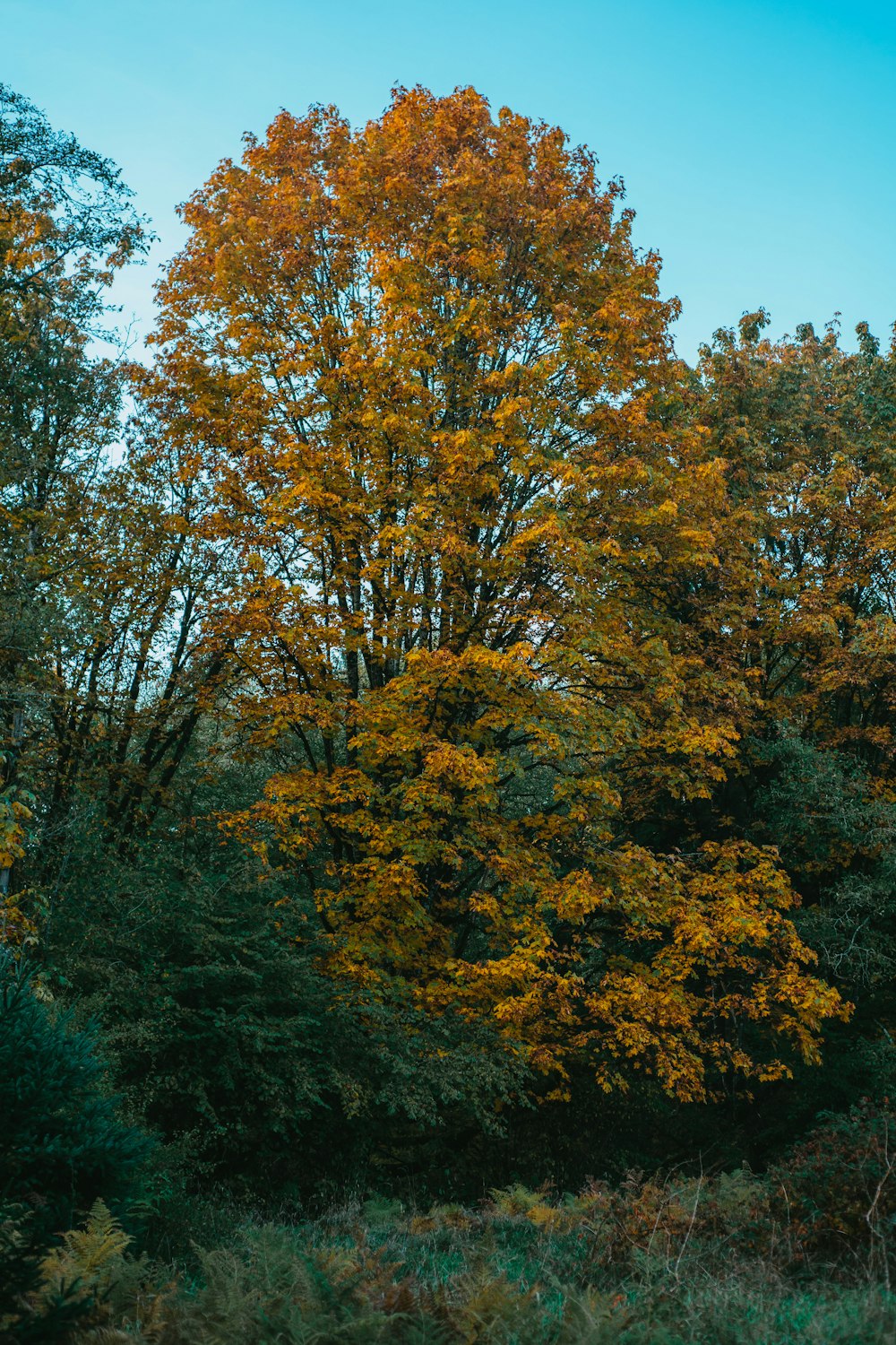 a group of trees that are in the grass