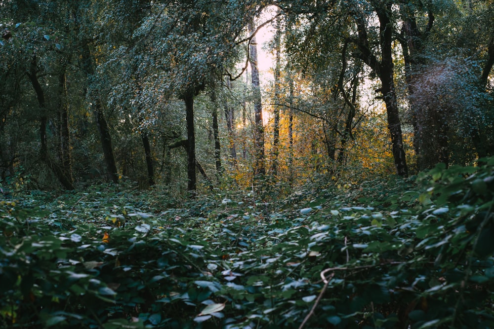 a forest filled with lots of green trees