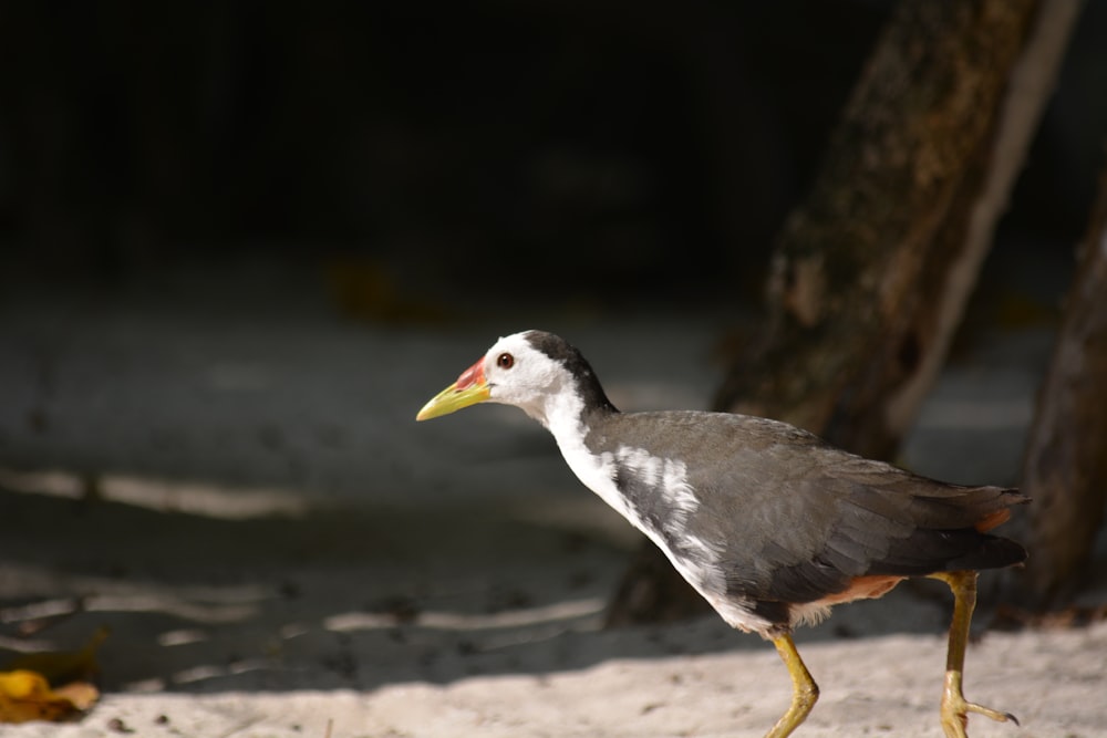 a bird with a yellow beak walking on the sand