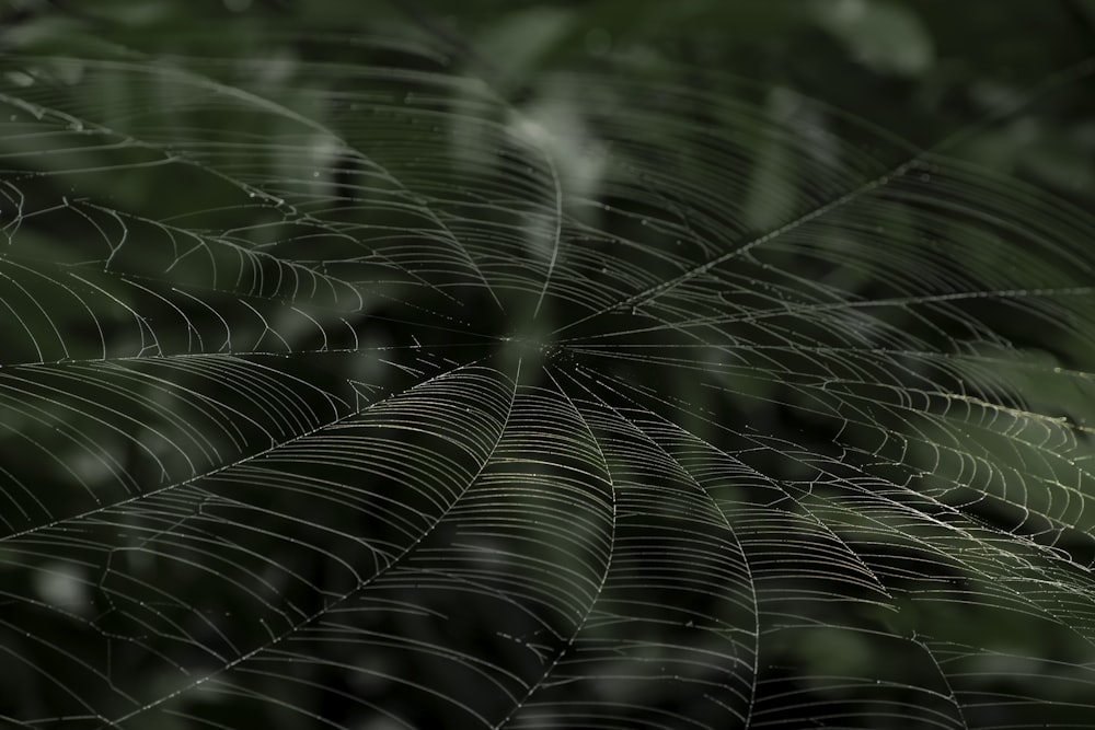 a close up of a spider web on a leaf