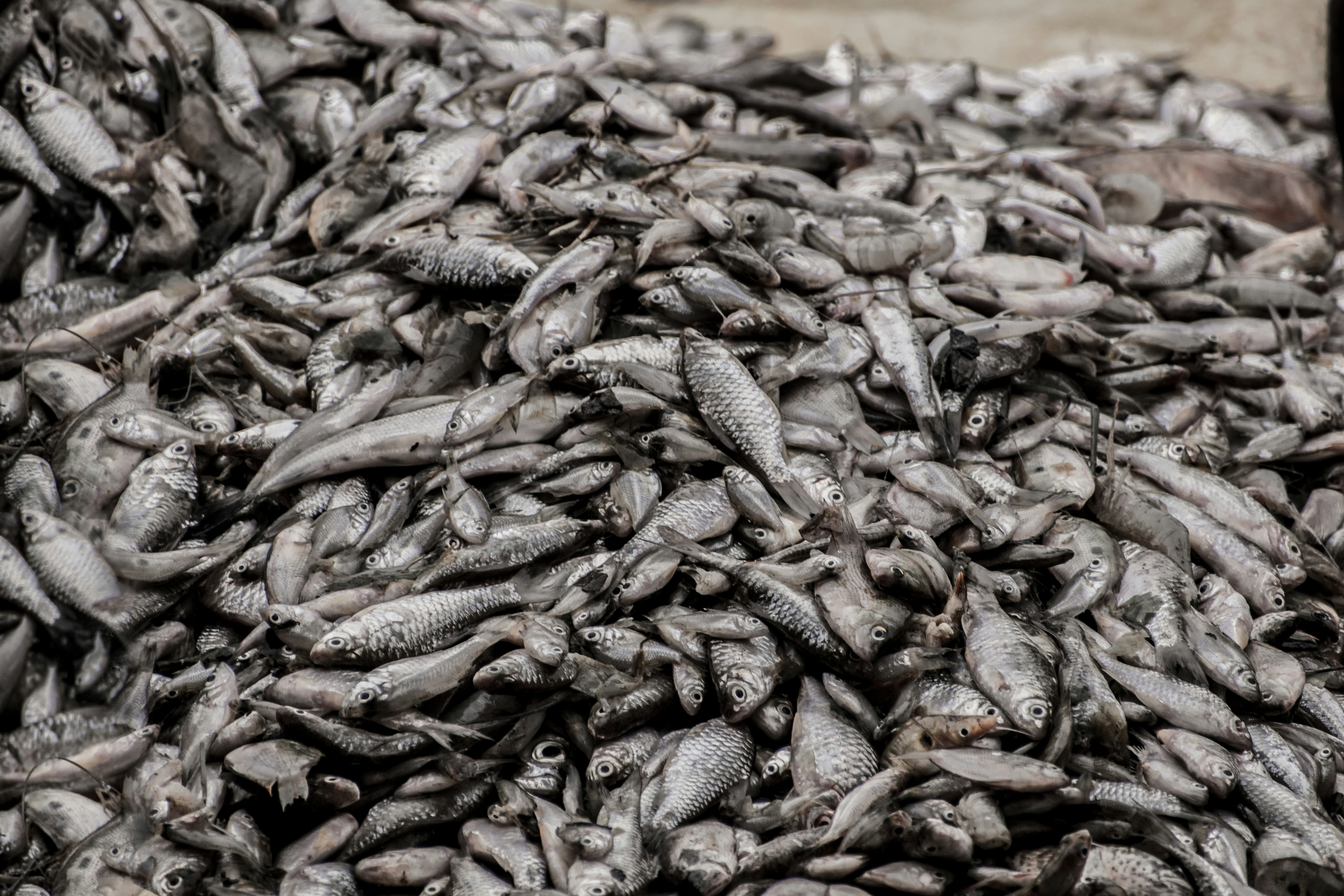sejumlah besar ikan mati dalam tumpukan