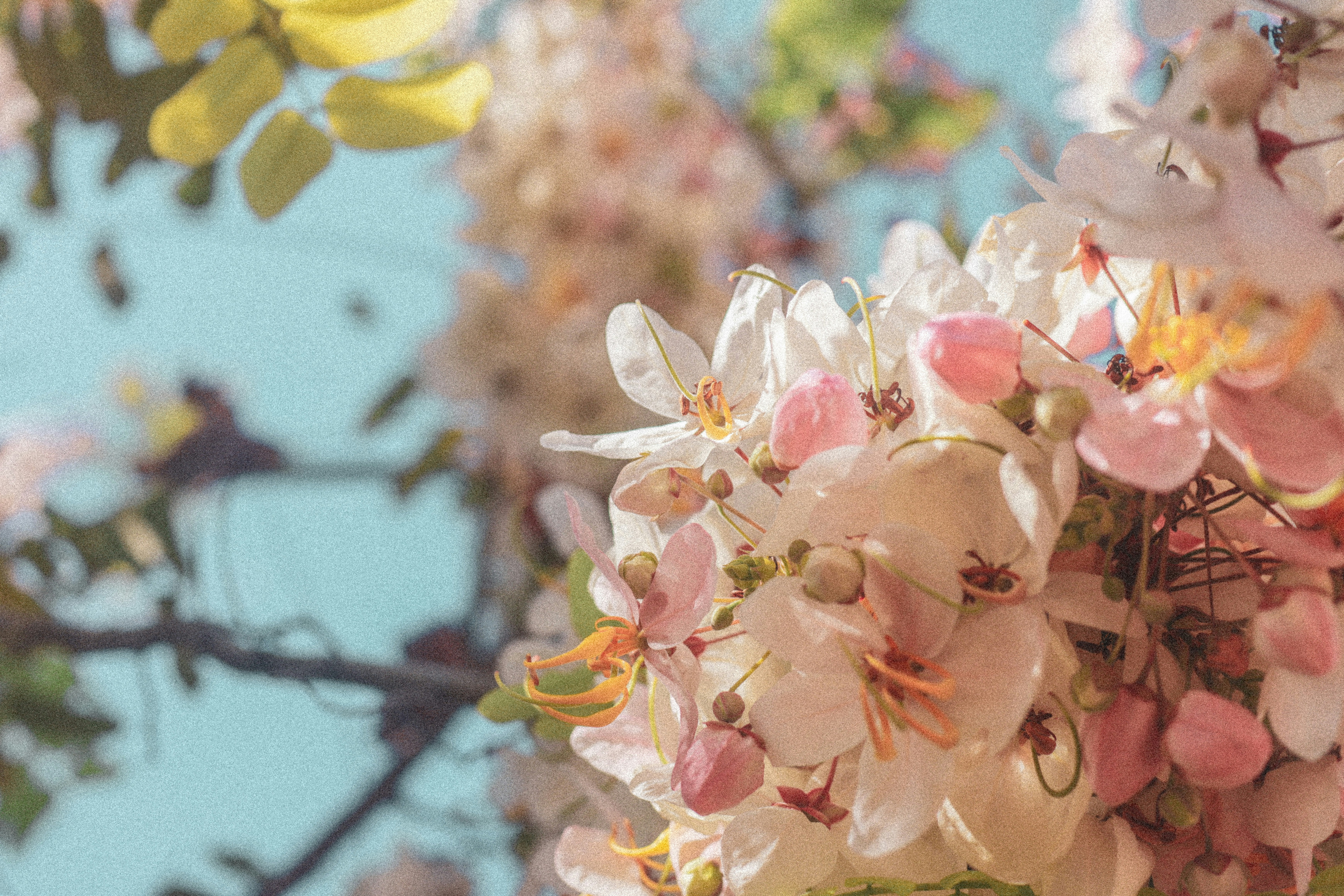 Un primo piano di un mazzo di fiori su un albero