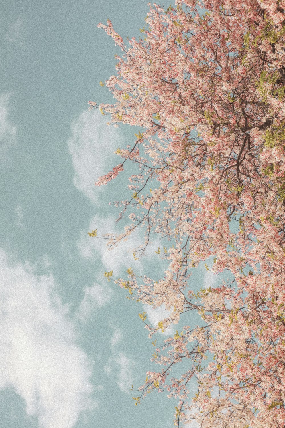 a tree with pink flowers and a blue sky in the background