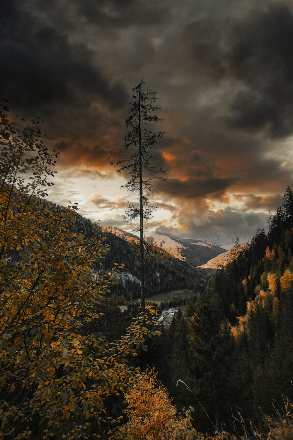 a view of a mountain with a tree in the foreground