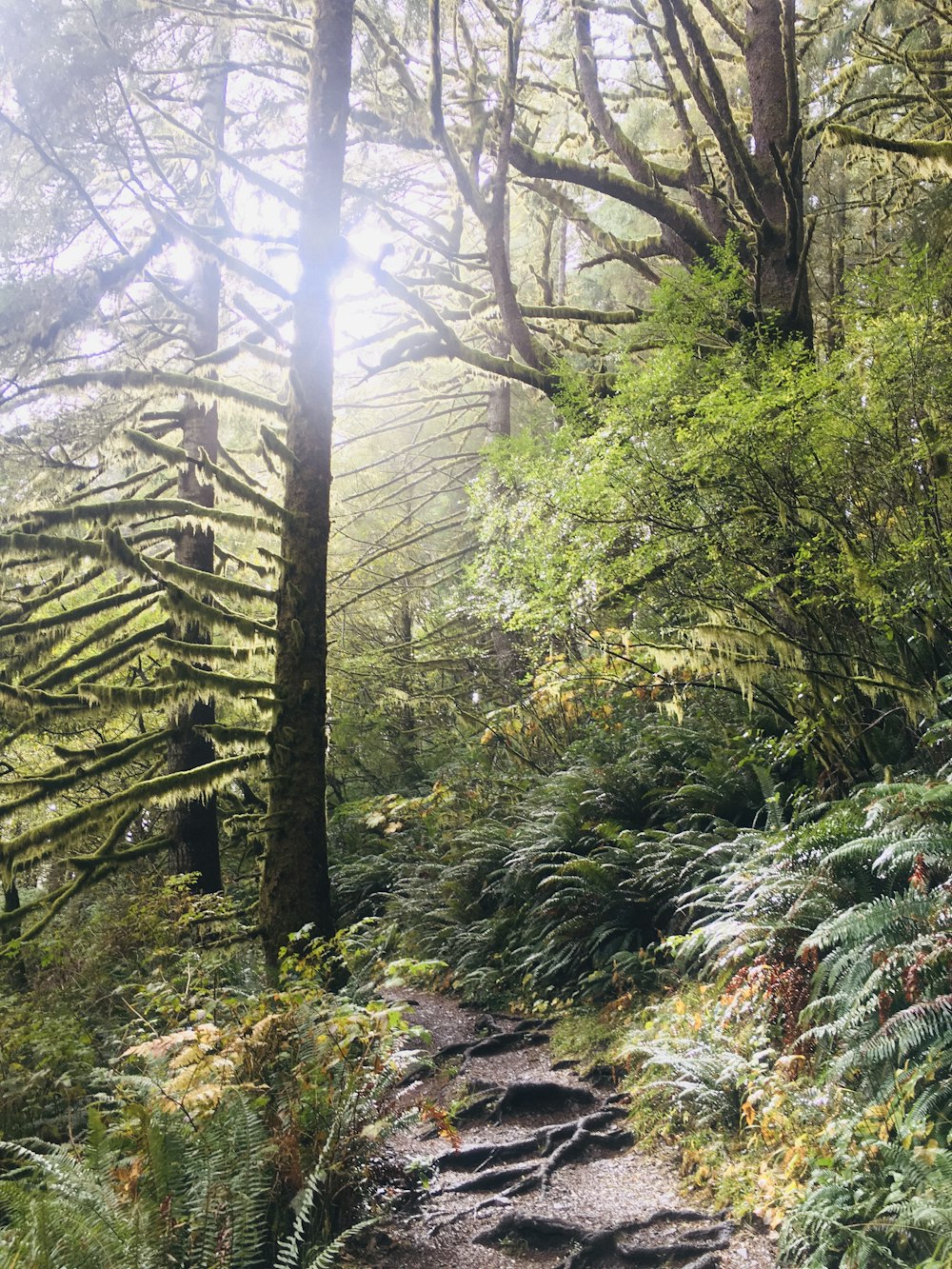 a trail in the woods with lots of trees