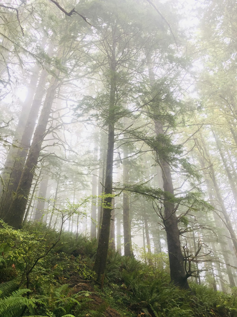 Un bosque lleno de muchos árboles altos