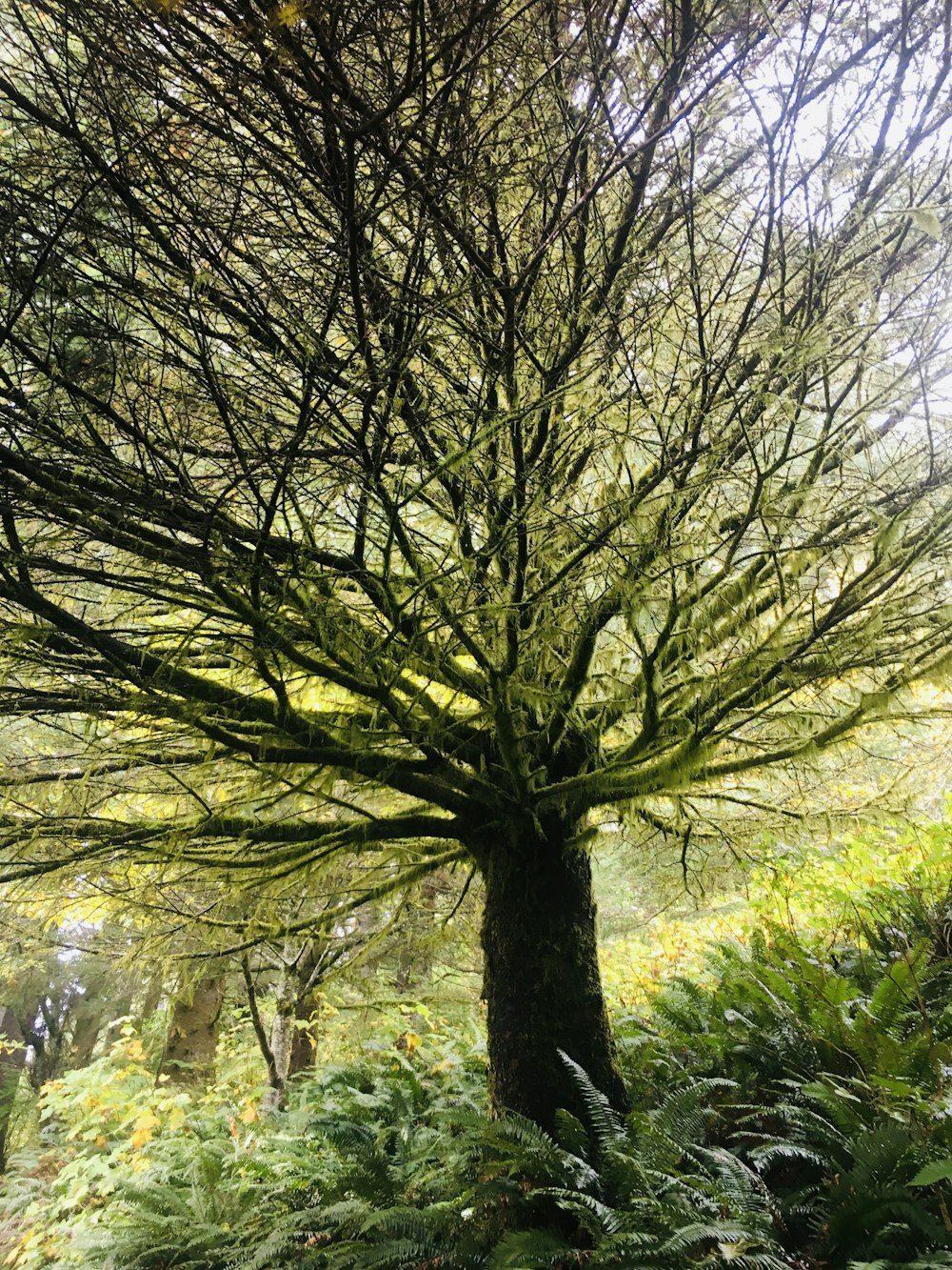 Un árbol grande con muchas hojas verdes