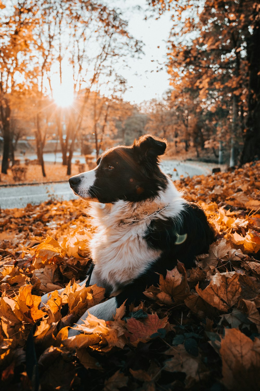 a black and white dog laying on top of a pile of leaves