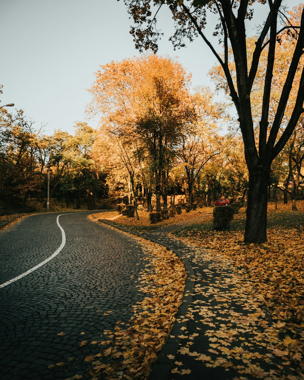 a winding road in the middle of a park