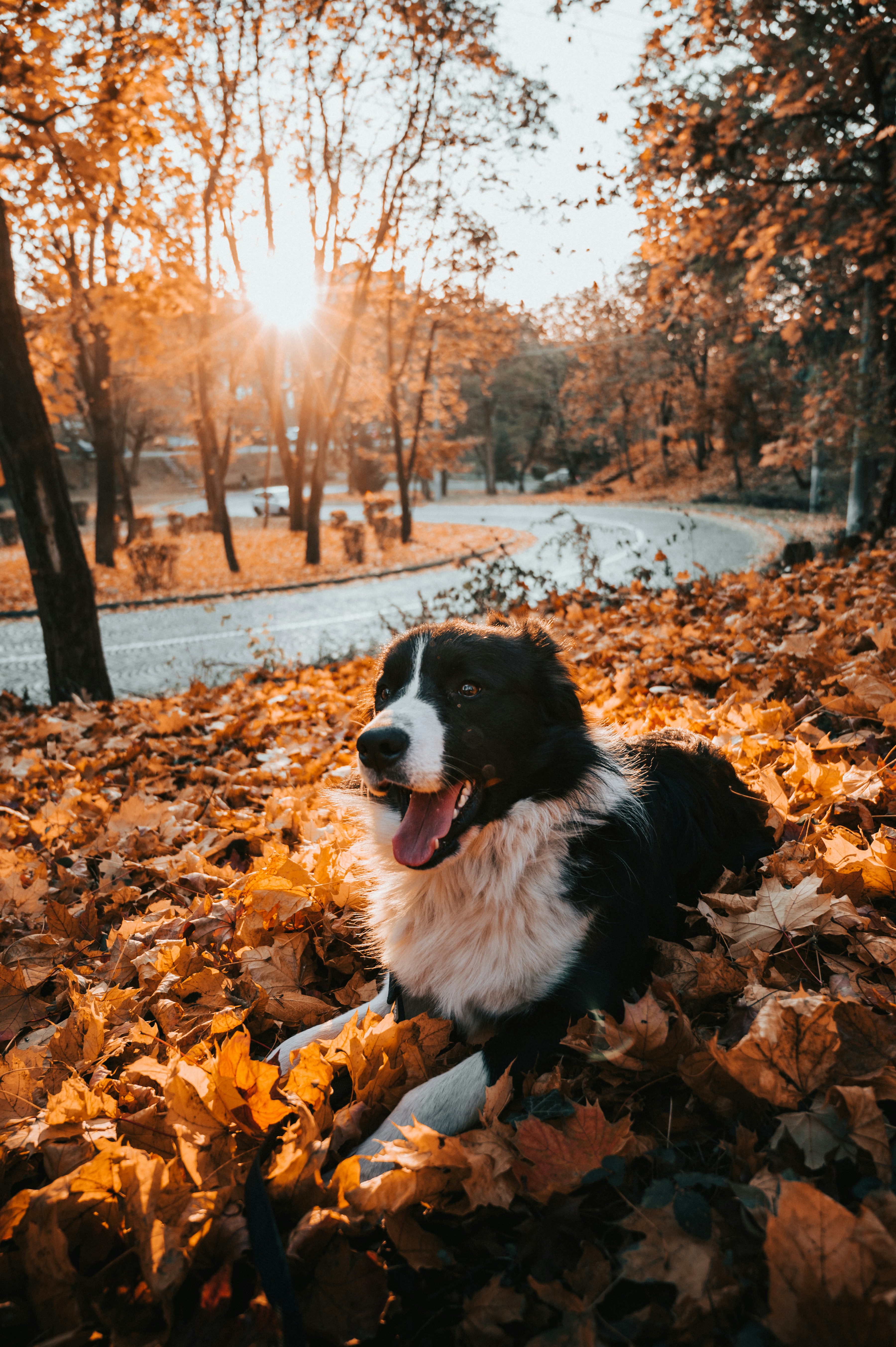 Photo by tamas_tuzeskatai