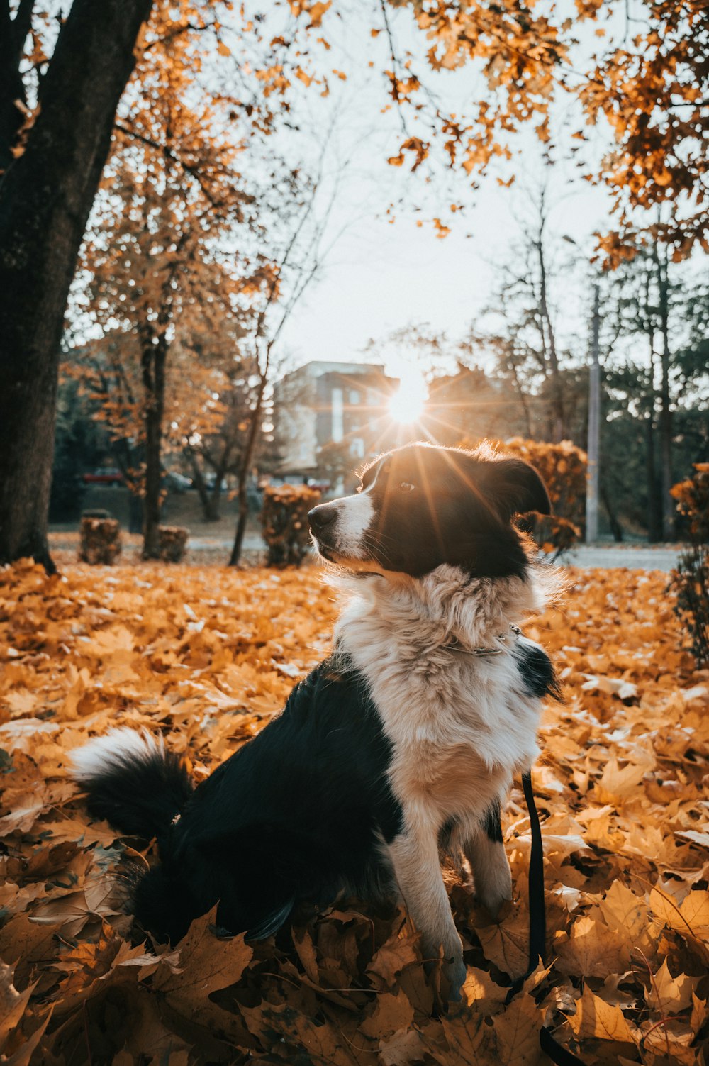 a dog sitting in the leaves in a park