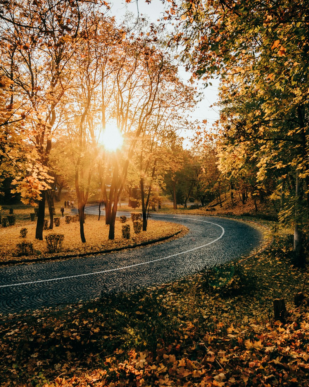 a winding road surrounded by trees and leaves