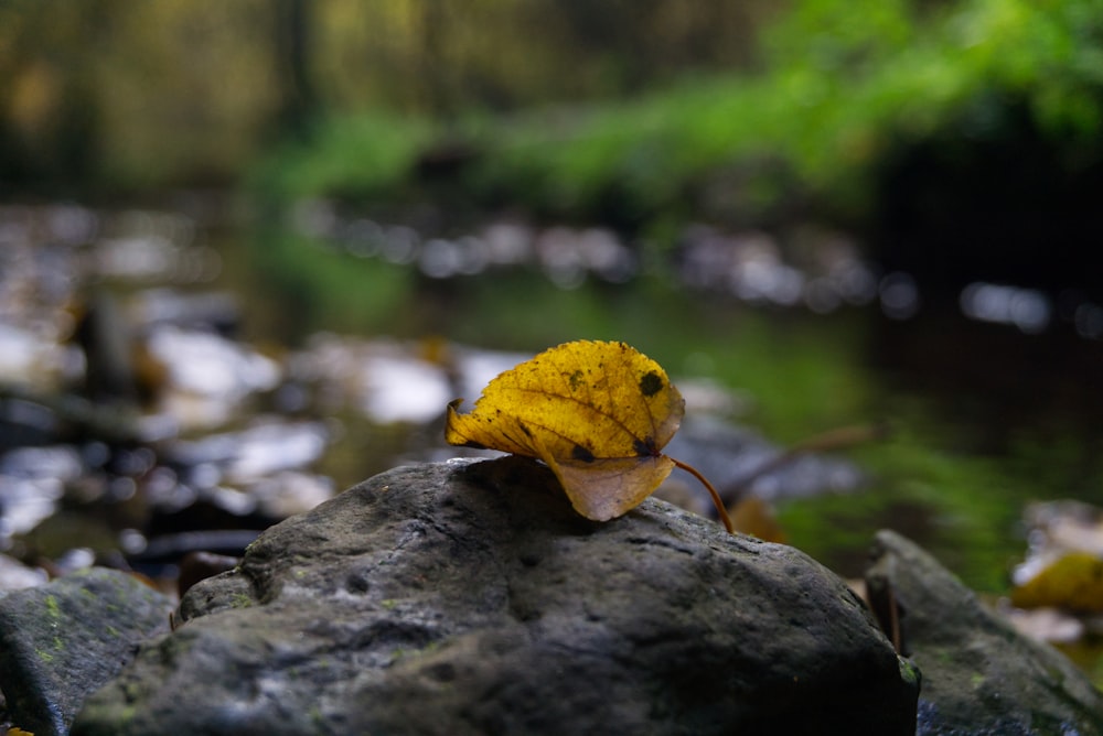 a leaf that is sitting on a rock