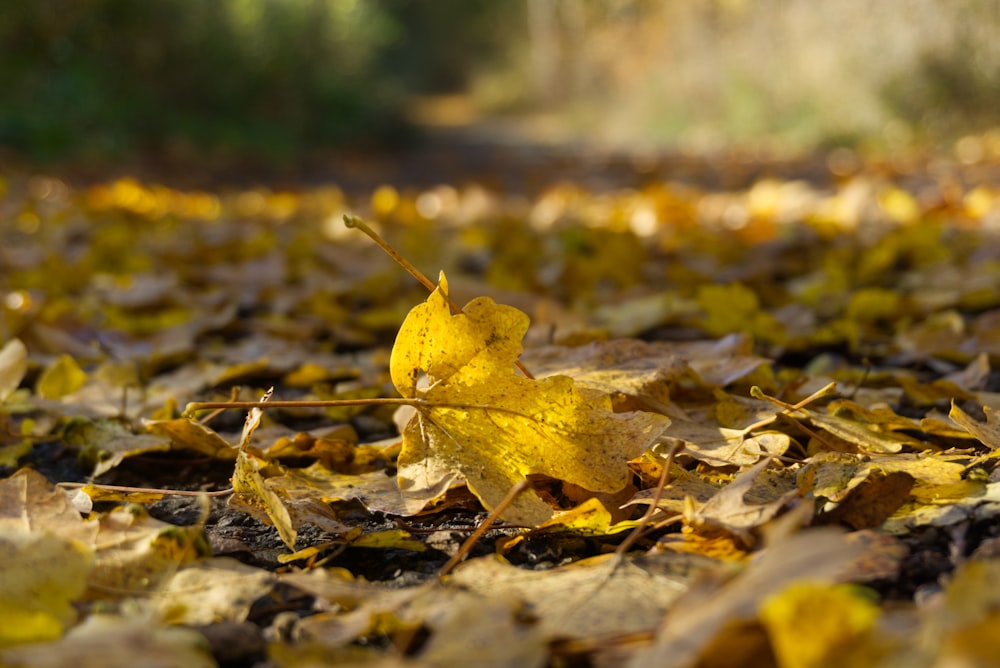 a yellow leaf laying on top of a pile of leaves