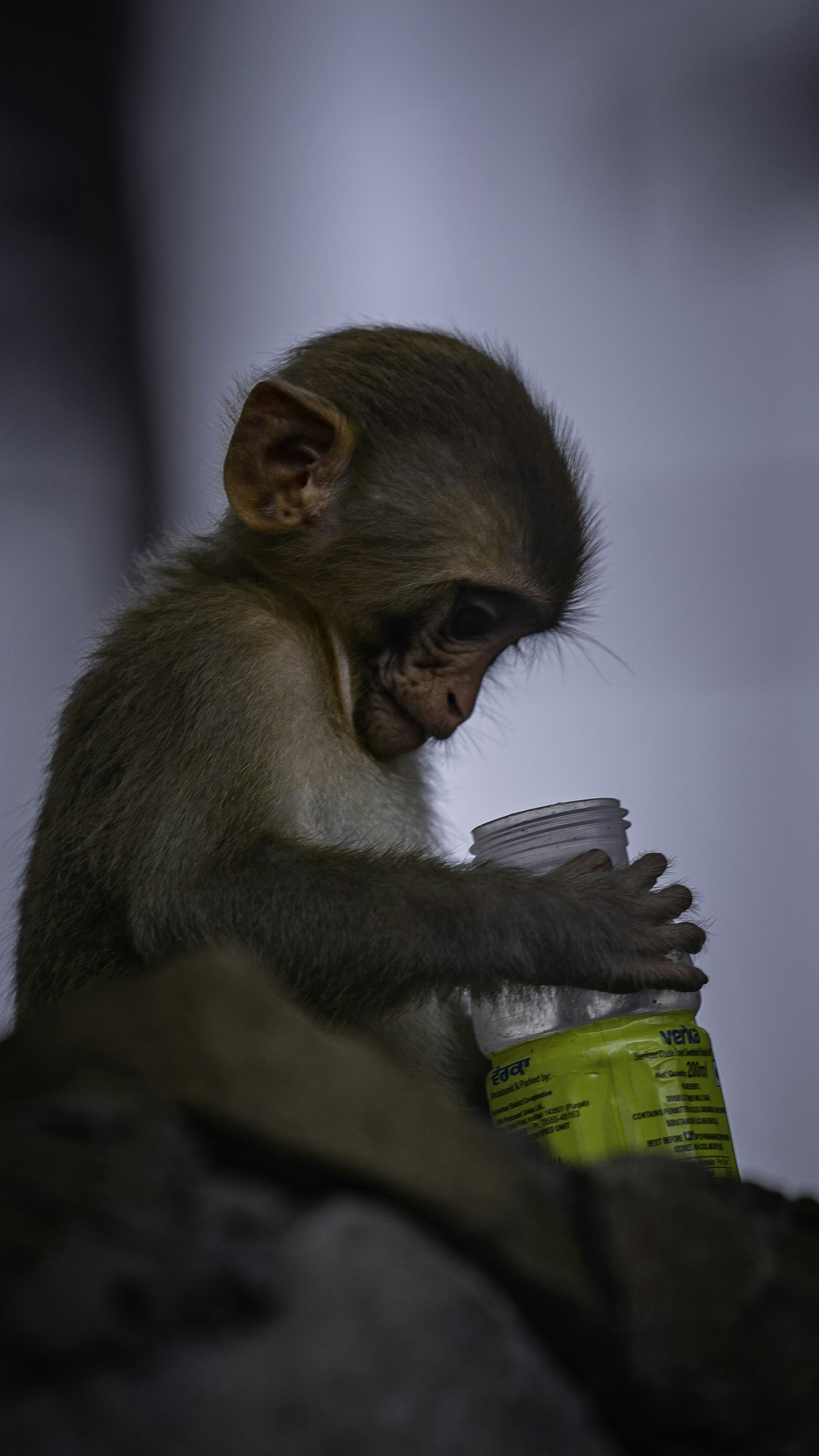 a monkey is holding a can of soda